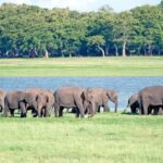 Elephant & Birdwatching Safari in Minneriya with Binoculars - Who Will Love This Tour?