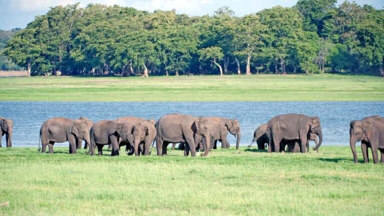 Elephant & Birdwatching Safari in Minneriya with Binoculars - Who Will Love This Tour?