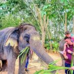 Elephant Nature Care, the largest elephant sanctuary on Koh Samui - A Detailed Look at the Experience