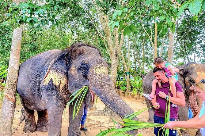 Elephant Nature Care, the largest elephant sanctuary on Koh Samui - A Detailed Look at the Experience