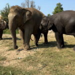 Elephant Sanctuary, Wat Ban Den & Sticky Waterfall - Why This Tour Works Well for Travelers