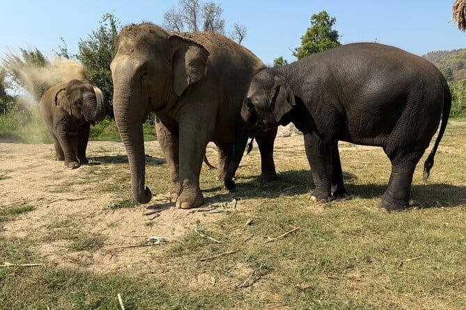 Elephant Sanctuary, Wat Ban Den & Sticky Waterfall - Why This Tour Works Well for Travelers
