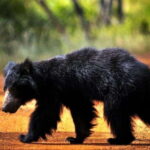 Ella: All Inclusive Yala Half Day Leopard Safari - Exclusive - Detailed Breakdown of the Itinerary