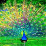 Ella, Bandarawela, or Haputale to Udawalawe Safari Tour - Practical Details and Tips