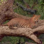Ella, Bandarawela, or Haputale to Yala National Park Safari - What to Expect on the Experience