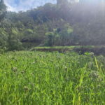 Ella: Guided Day Tour with Tea Estate Visit - The Nine Arches Bridge: An Engineering Wonder