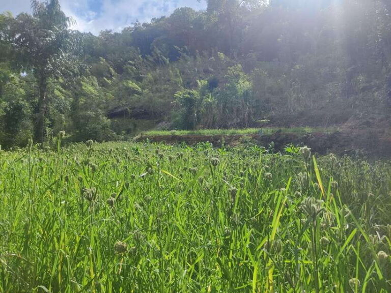 Ella: Guided Day Tour with Tea Estate Visit - The Nine Arches Bridge: An Engineering Wonder