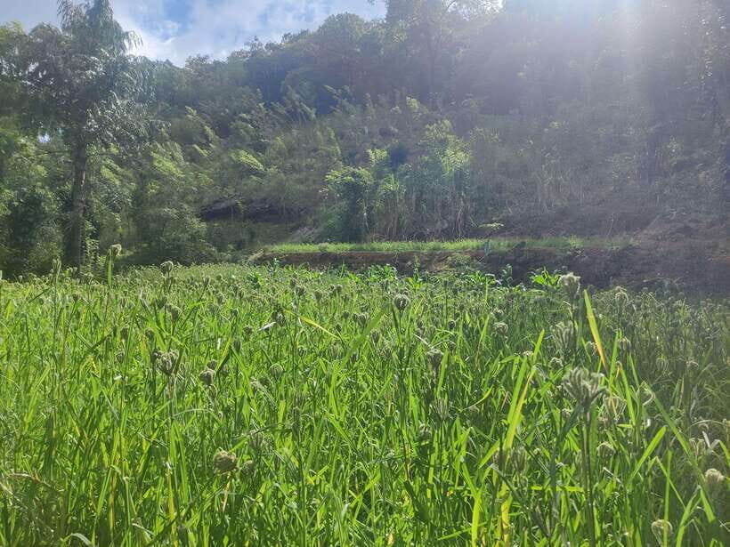 Ella: Guided Day Tour with Tea Estate Visit - The Nine Arches Bridge: An Engineering Wonder