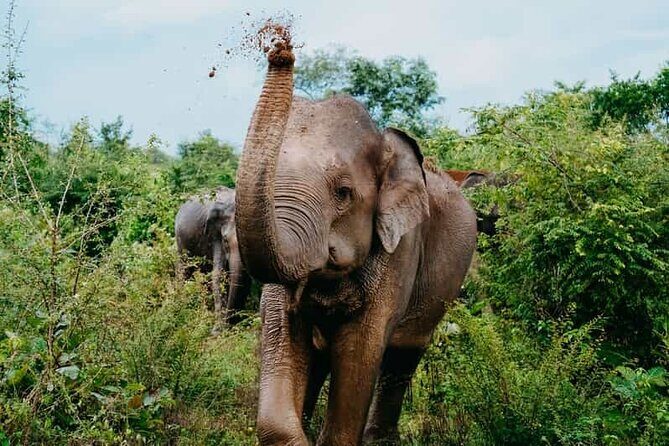 Ella to Udawalawa Wildlife Safari and Drop Down South - What You Need to Pack and Keep in Mind