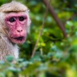 Ella: Transfer to Hikkaduwa & Yala Safari Tour - Who Should Consider This Tour?