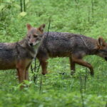 Ella: Transfer to Mirissa/Galle/Hikkaduwa & Udawalawe Safari - A Closer Look at the Experience