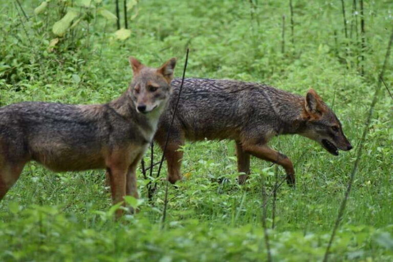 Ella: Transfer to Mirissa/Galle/Hikkaduwa & Udawalawe Safari - A Closer Look at the Experience