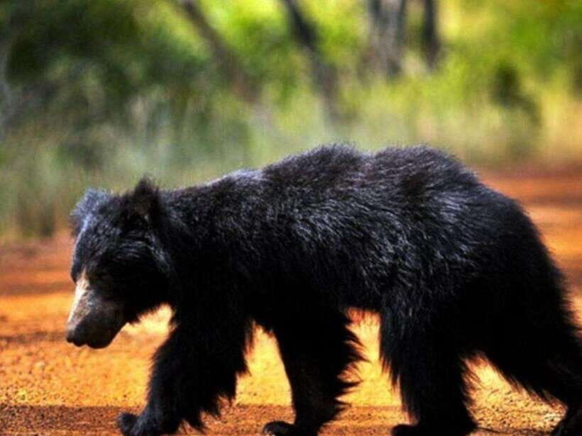 Ella: Udawalawe, Yala National Parks 2-Day Tour & Transfers - Day 1: Ella to Udawalawe and Yala