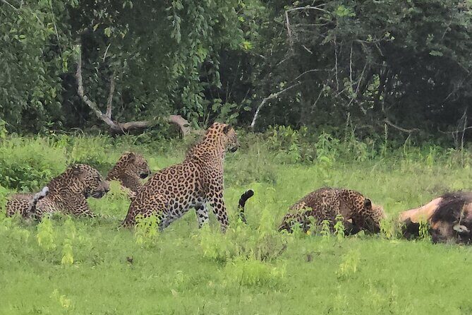 Ella, Yala & Mirissa: Nature and Adventure Escape All Inclusive - Day 2: Scenic & Cultural Highlights in Ella