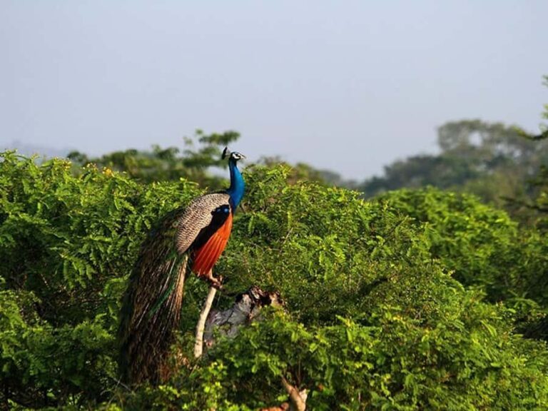 Ella: Yala National Park Safari with Coastal Drop-Off - Introduction: Why This Tour Stands Out