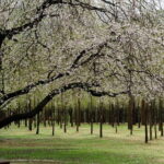 Eobi+Nami+Hanbok Tour with Rail Bike or Strawberry Option - Authentic Experiences and What Travelers Love