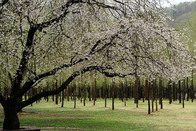 Eobi+Nami+Hanbok Tour with Rail Bike or Strawberry Option - Authentic Experiences and What Travelers Love