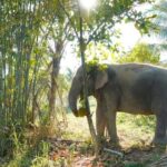 Ethical Elephant Sanctuary Tour from Bangkok & Pattaya - In-Depth: What the Itinerary Offers