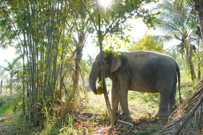 Ethical Elephant Sanctuary Tour from Bangkok & Pattaya - In-Depth: What the Itinerary Offers