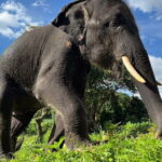 Ethical Elephant Watching Tour From Bangkok & Pattaya - Who Would Love This Tour?