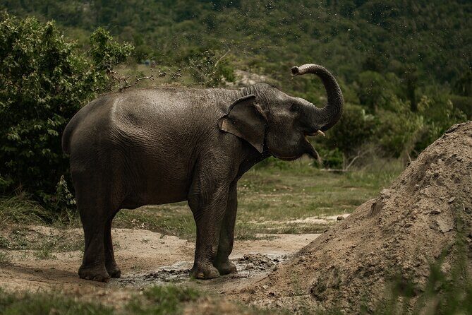 Ethical Elephants Sanctuary and Coconut Experience in Koh Samui - A Closer Look at the Itinerary