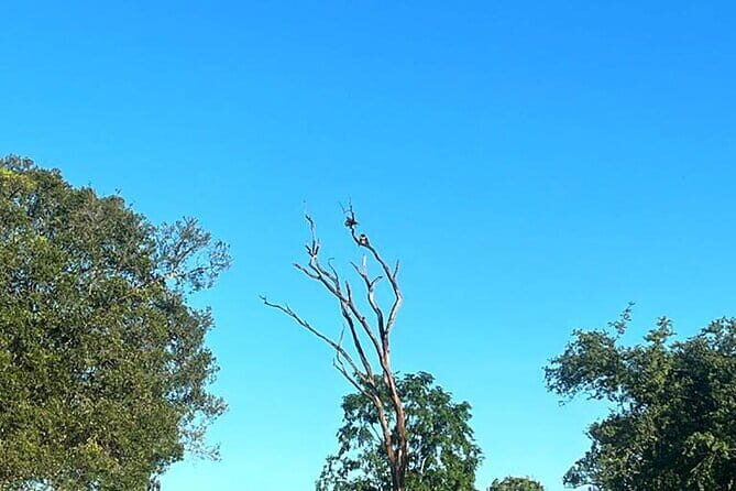 Everything in Udawalawe (Safari, Accommodation with Half Board) - Exploring Udawalawe National Park