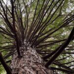 Ex Hamilton: TRIPLE DEAL Wai O Tapu, Redwood Forest & Blue Spring - Practical Tips to Maximize Your Experience