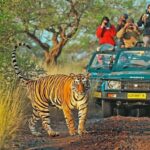 Exciting Day Trip from Jaipur to Ranthambore Wildlife Safari - Safari Experience: Wildlife Watching in Ranthambore