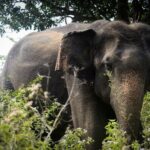 Exclusive 3-Hour Private Jeep Safari at Udawalawe National Park - Value for Money and Practical Details