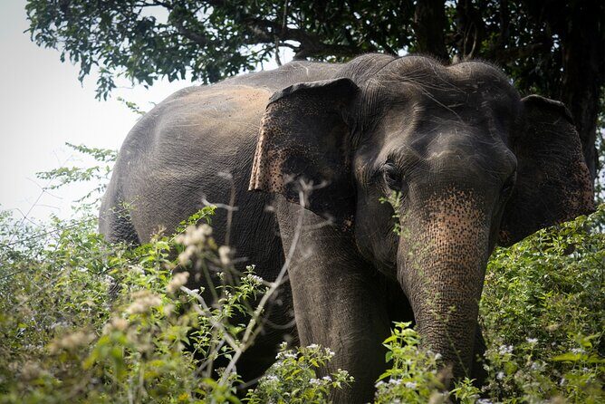 Exclusive 3-Hour Private Jeep Safari at Udawalawe National Park - Value for Money and Practical Details