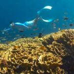 Exclusive 4 Secret Gilis: Petagan, Bidara, Kapal, and Kondo - Snorkeling at Gili Bidara