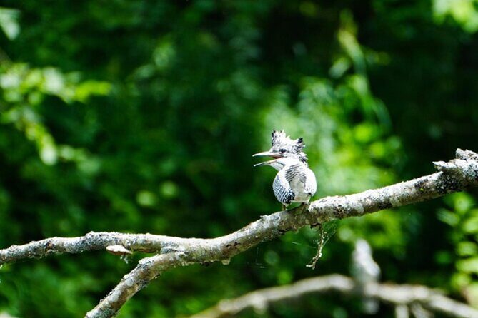 Exclusive Birdwatching Canoe with Ornithologist in Akan Mashu - Practical Details and What to Expect