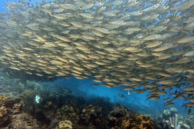 Exclusive Concierge Shore Dive Small Group Adventure (2+Divers) - Final Thoughts