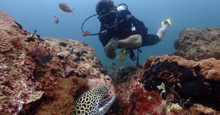 Exclusive Whale & Dolphin Tours in Sri Lanka: Trincomalee - The Whale & Dolphin Experience: What to Expect