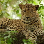 Exclusive : Wildlife Full Day Adventure in Wilpattu - The Practical Details & What to Expect