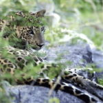 Exclusive : Yala National Park Afternoon Expedition - What You Can Expect on Your Safari