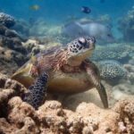 Exmouth: Half Day Turtle Kayak & Snorkel Tour - Discovering the Core Experience