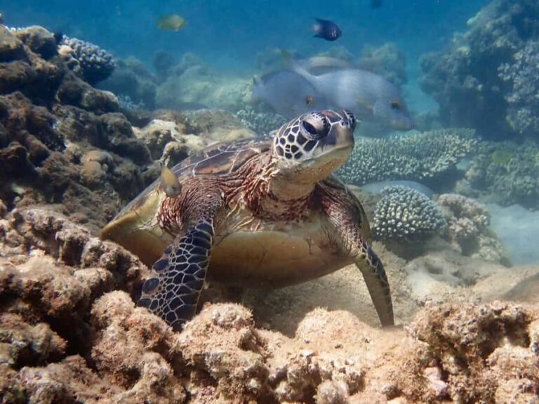 Exmouth: Half Day Turtle Kayak & Snorkel Tour - Discovering the Core Experience