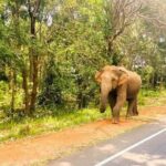 Exotic Sri Lanka Colombo City and Hill Country tour 4Nights 5Days - Practical Insights and Value