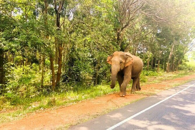 Exotic Sri Lanka Colombo City and Hill Country tour 4Nights 5Days - Practical Insights and Value