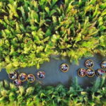 Experience Basket Boat Ride in Water Coconut Forest - The Value of This Experience