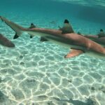 Exploration, Taha'a Lagoon Tour by Private Boat - Detailed Breakdown of the Itinerary