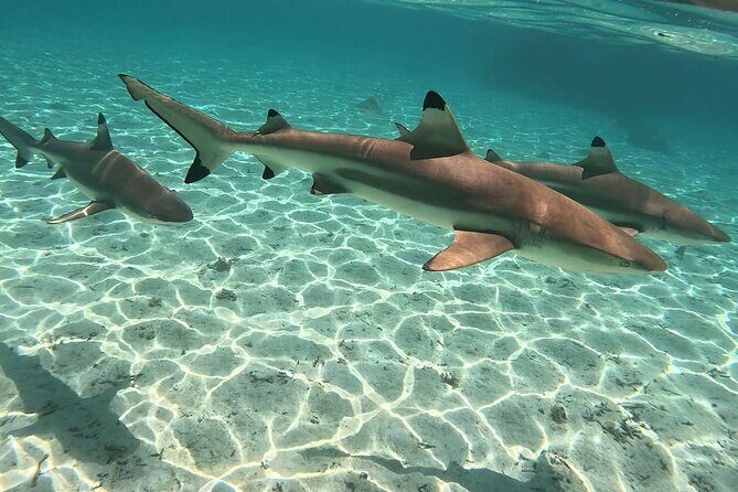 Exploration, Taha'a Lagoon Tour by Private Boat - Detailed Breakdown of the Itinerary