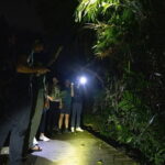 Explore a Rainforest teeming with Wildlife at Night! - The Itinerary Breakdown