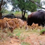 Explore Bangalores Wild Side  An Exclusive Bannerghatta Safari! - Why This Tour Offers Excellent Value