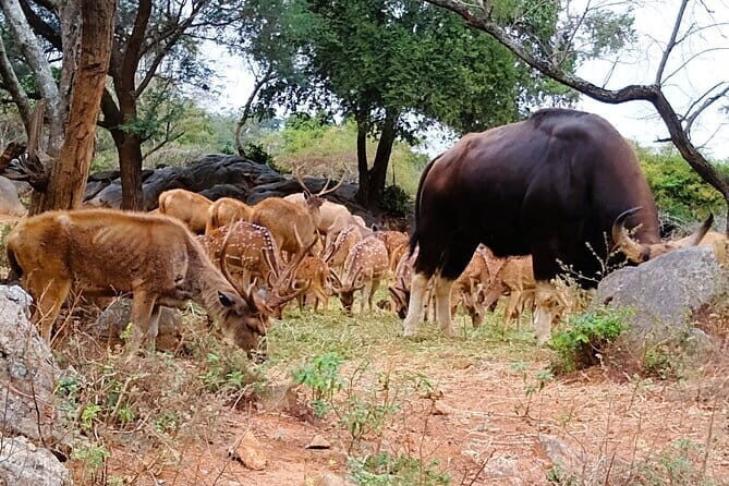 Explore Bangalores Wild Side  An Exclusive Bannerghatta Safari! - Why This Tour Offers Excellent Value