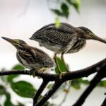 Explore Cuc Phuong National Park: A Guided Trekking Adventure - What’s Included and What to Keep in Mind