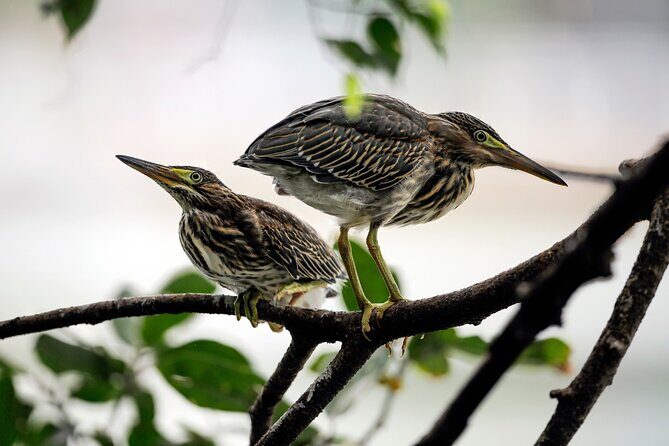Explore Cuc Phuong National Park: A Guided Trekking Adventure - What’s Included and What to Keep in Mind