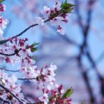 Explore Himeji Castle a Guided Walking Tour - Final Thoughts