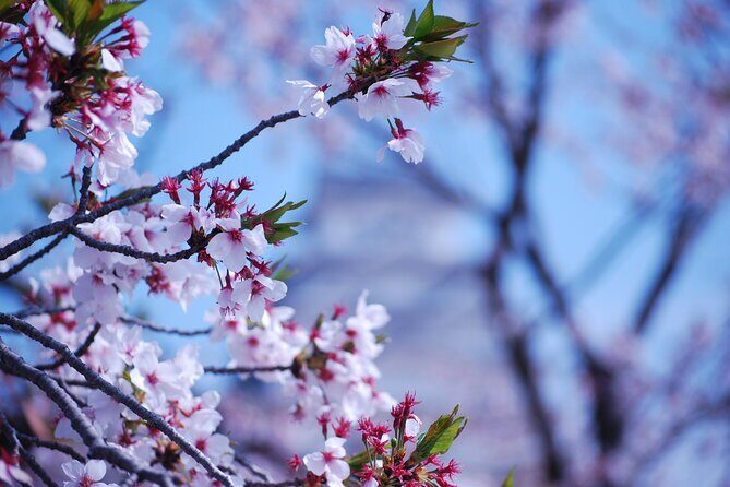 Explore Himeji Castle a Guided Walking Tour - Final Thoughts  